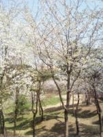 작년 봄, 벚꽃이 만발하던 이미지