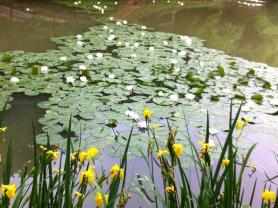 목원 둘레길의 풍경들.....연못을 장식한 수련과 창포(붓꽃과) 이미지