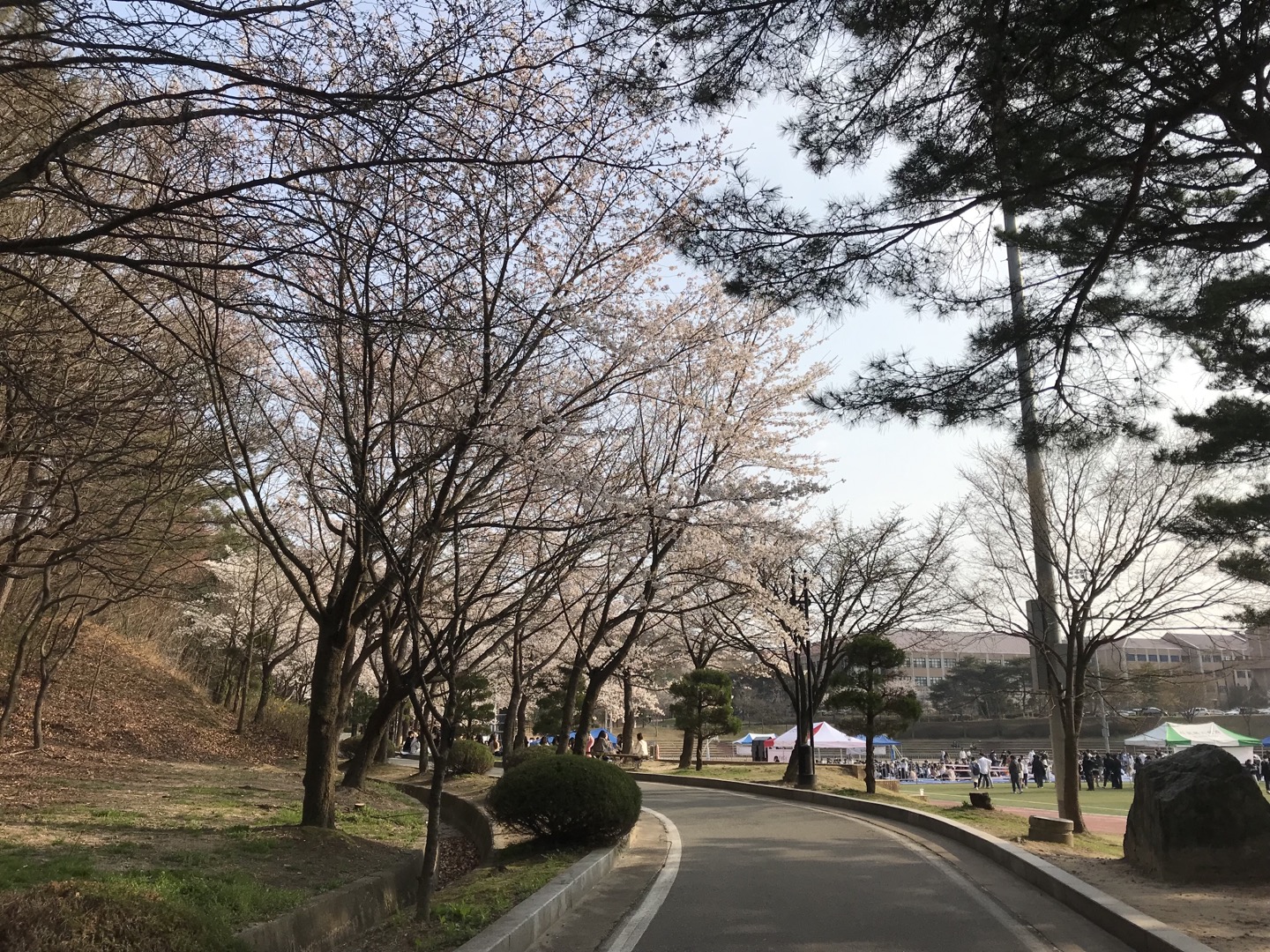 벚꽃제 나들이 게시글의 2 번째 이미지